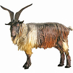 Capra Orobica Goat